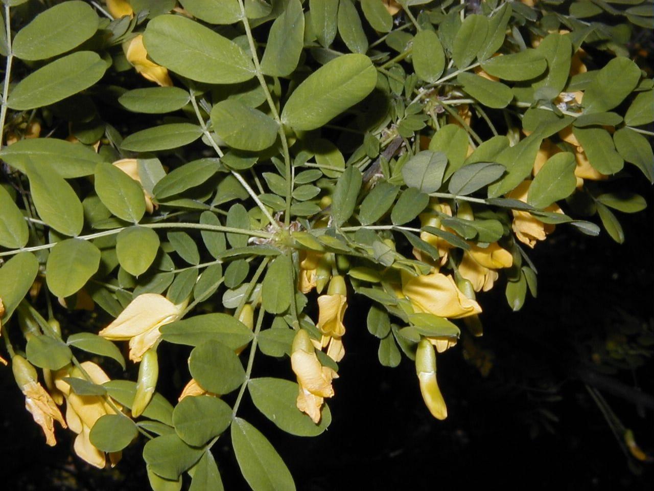 Caragana arborescens