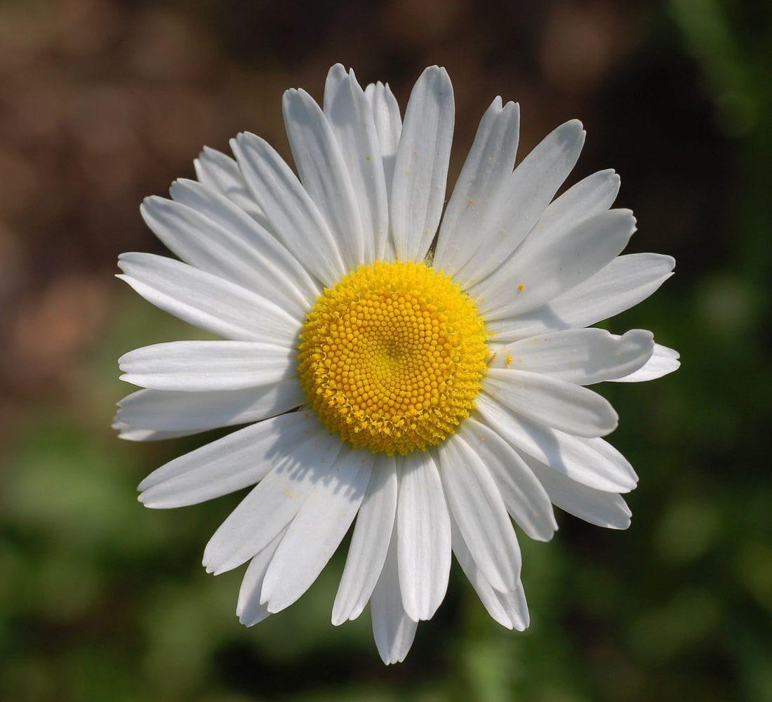 Chrysanthemum leucanthemum
