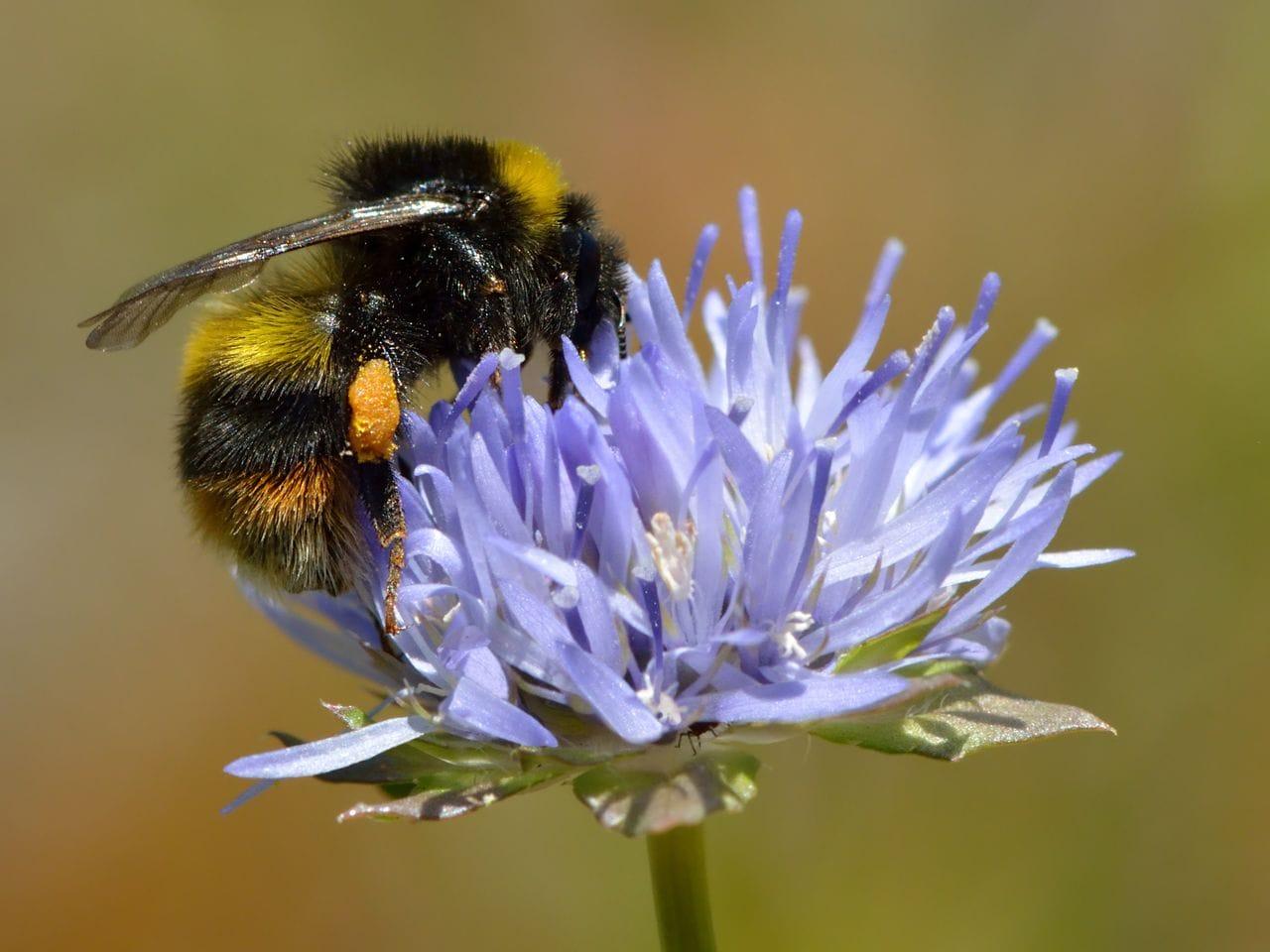 Jasione montana