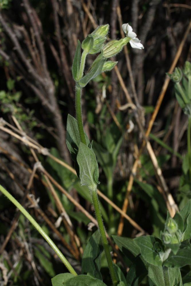 Melandrium album