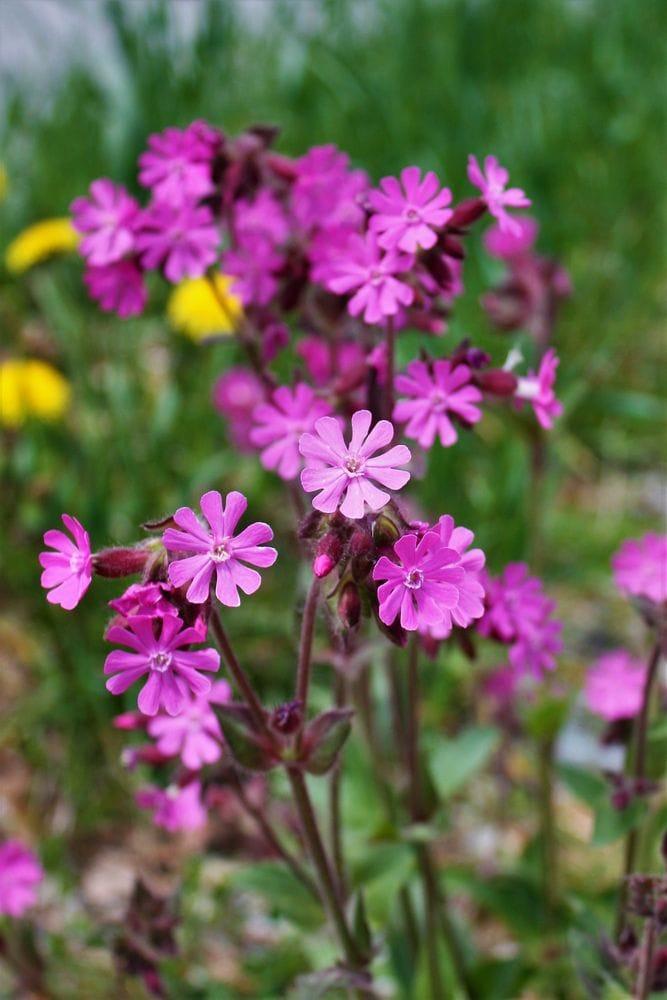 Melandrium sylvestre