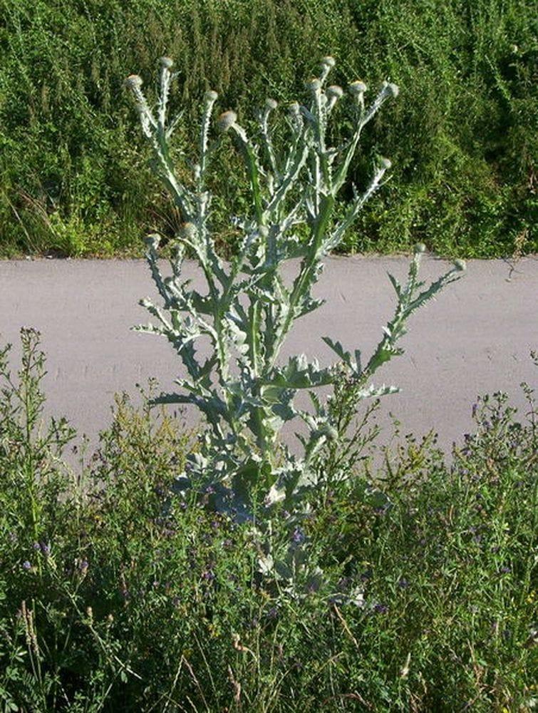 Onopordum spp.