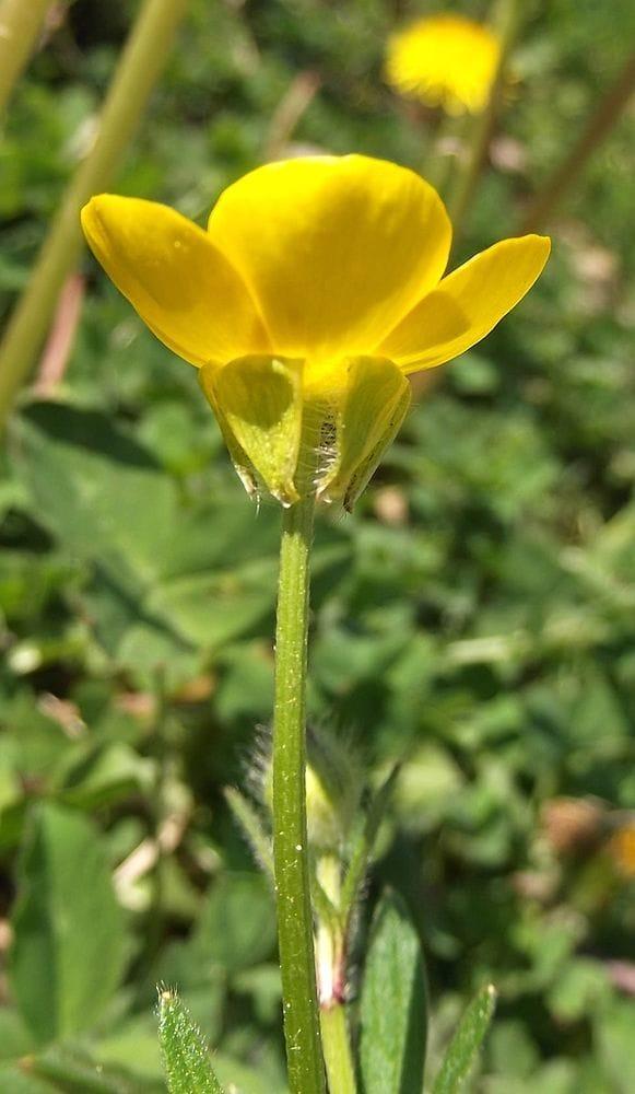 Ranunculus bulbosus