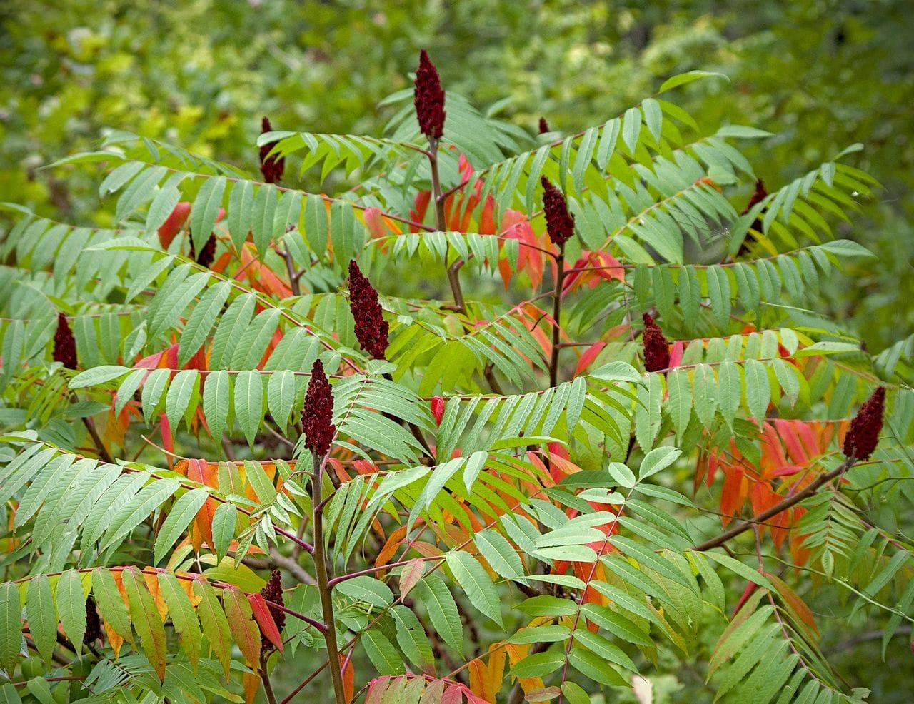 Rhus typhina
