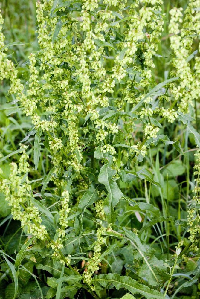 Rumex crispus