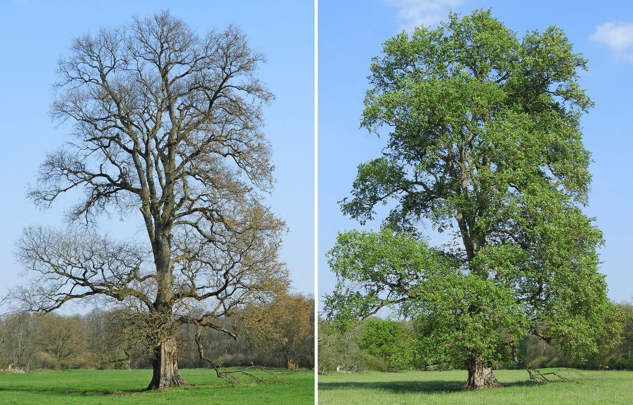 Ulmus leavis