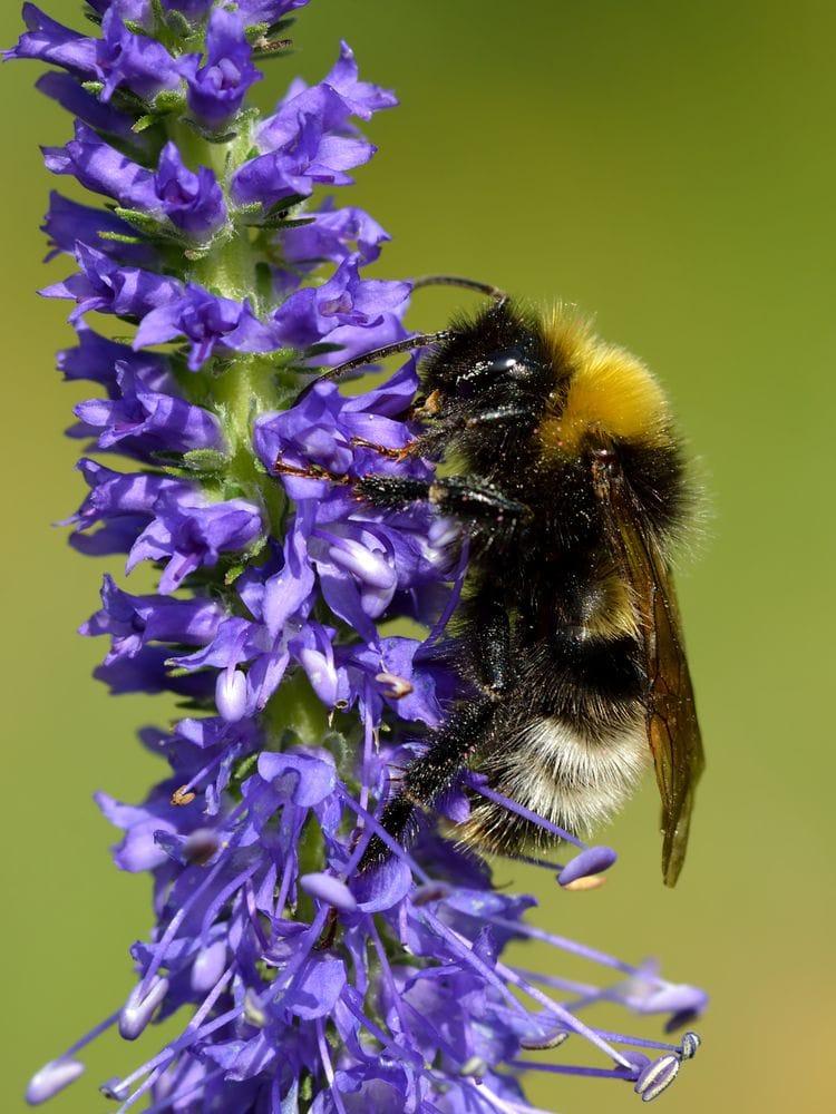 Veronica spicata