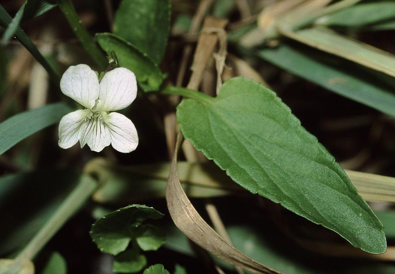 Viola sylvestris